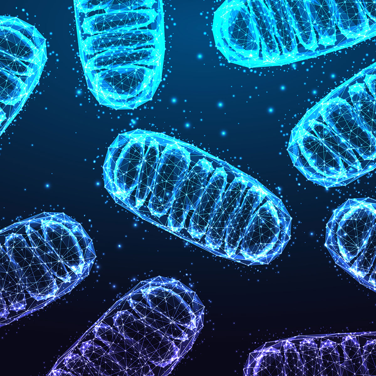 bilder stoffwechsel dges mytochondrien